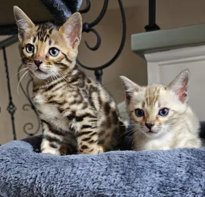 Kittens-Bengal