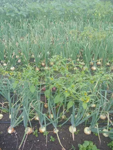 Peppers