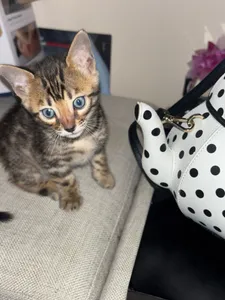 Charcoal-Grey Bengal Kitten