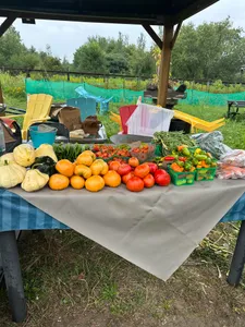 Heirloom Tomatoes
