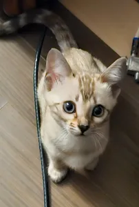 Snow Lynx Bengal