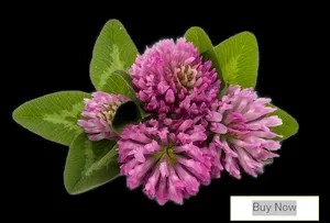 Red Clover - Contact for pricing